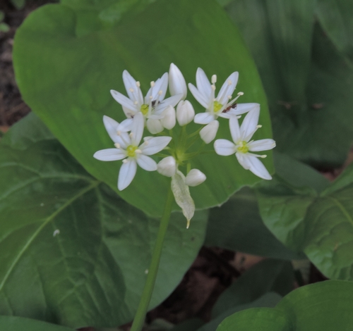 Allium ursinum